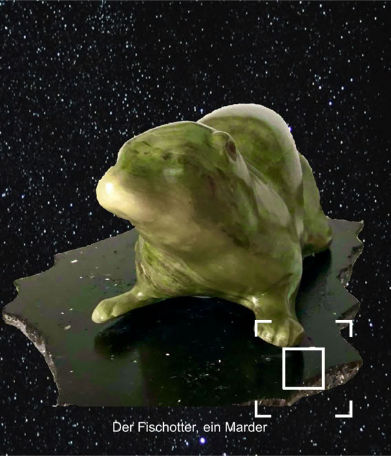 Der Fischotter, ein Marder